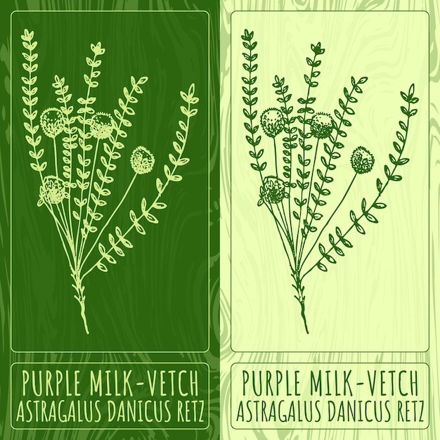  ⁇ 터 그림 PURPLE MILKVETCH 손으로 그린 일러스트레이션 라틴어 이름 ASTRAGALUS DANICUS RETZ