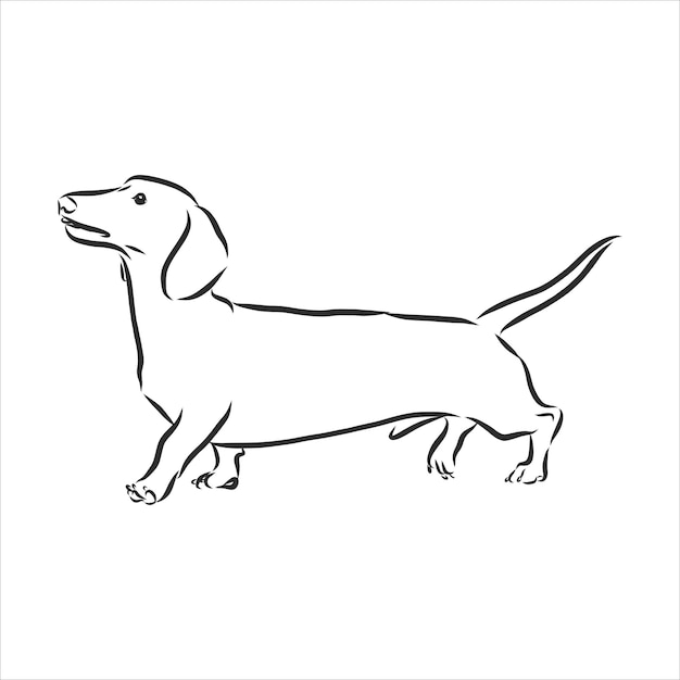 Vector vector drawings sketch drawn dachshund in ink by hand , objects with no background