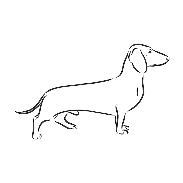 Vector vector drawings sketch drawn dachshund in ink by hand , objects with no background