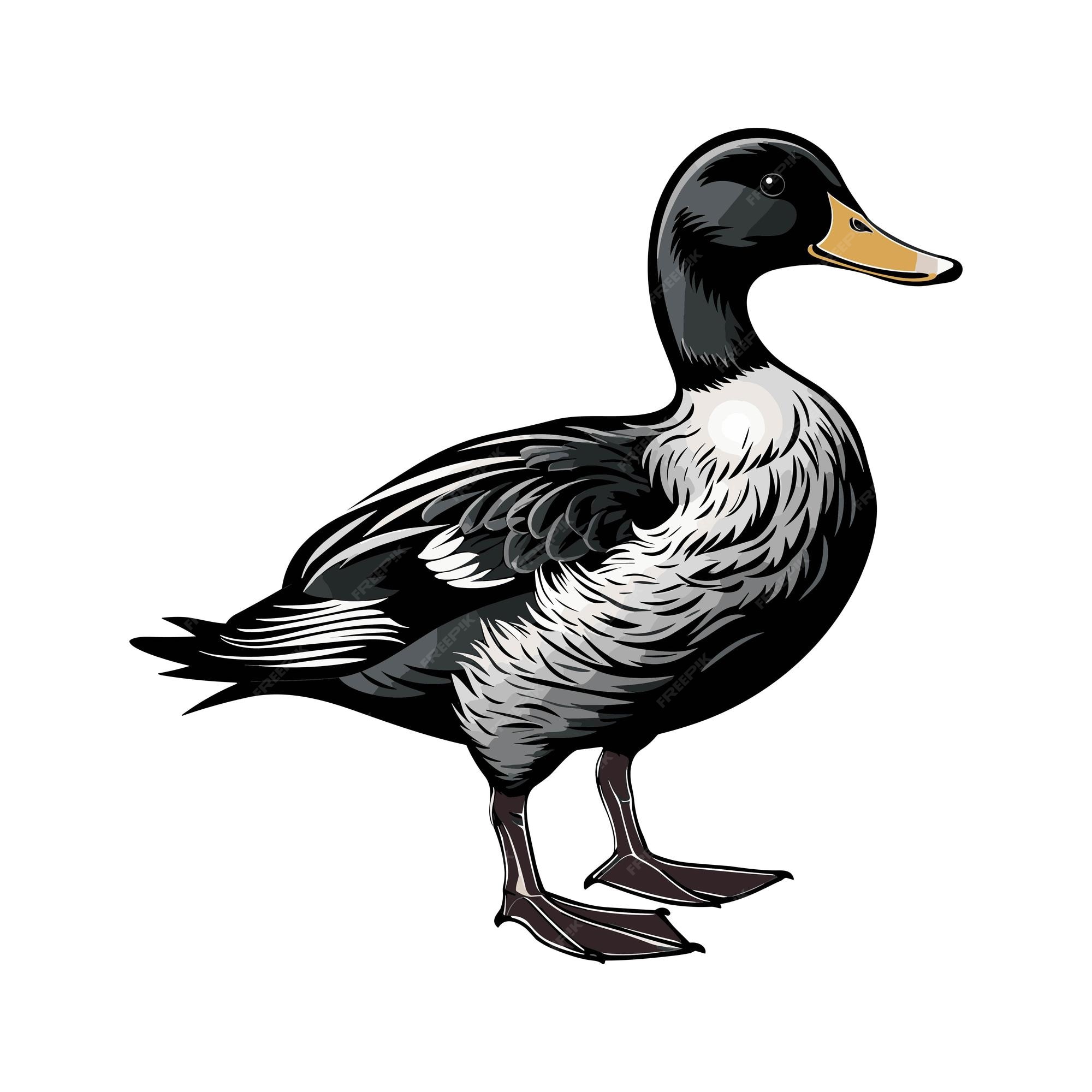 Premium Vector | Vector duck isolated on white background