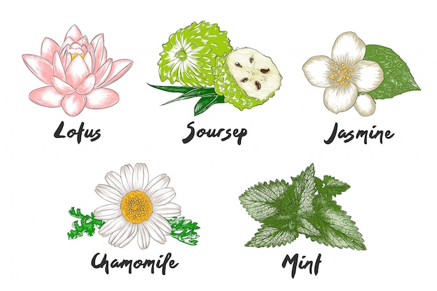 Vector engraved organic herbs, spices and flowers