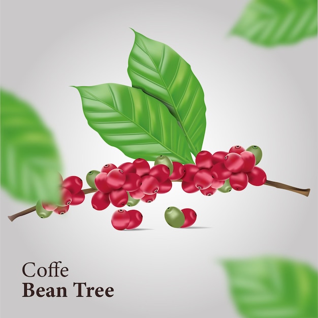 Vector engraving coffee plants, decorative leaves and coffee cherries