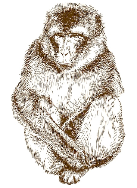 Vector engraving drawing illustration of rhesus macaque Macaca mulatta isolated on white