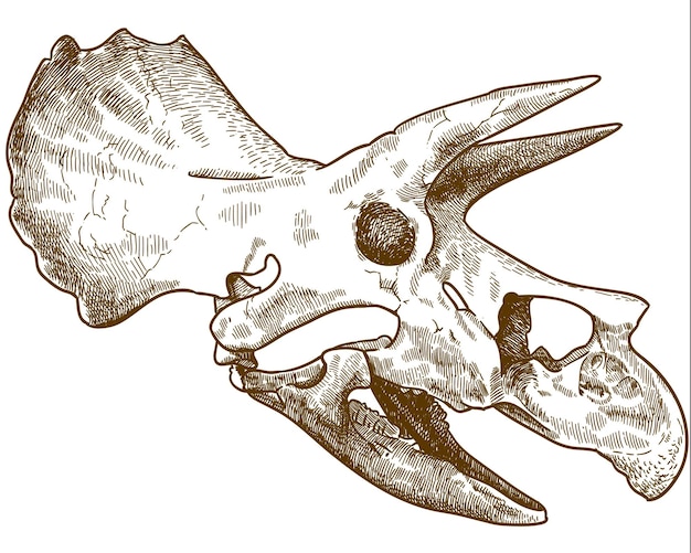 Vettore incisione vettoriale disegno illustrazione del cranio di dinosauro triceratopo isolato su sfondo bianco