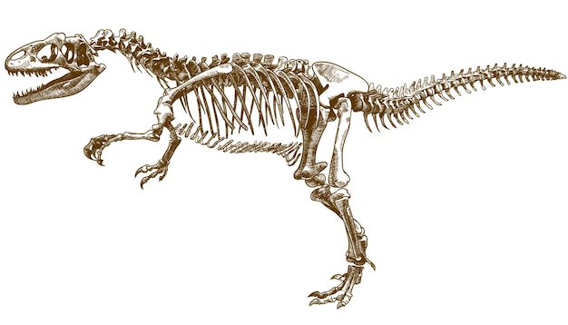 Векторная гравюра рисунок иллюстрации скелета тиранозавра T rex, изолированные на белом фоне