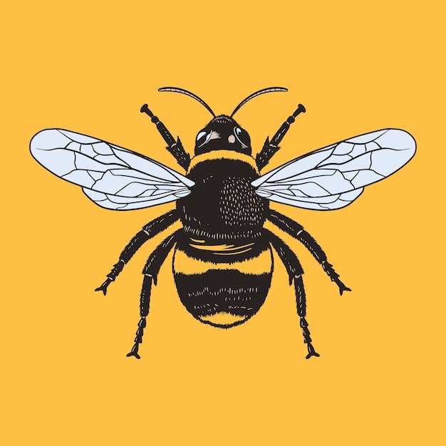 Vector vector engraving illustration of honey bee vector eps