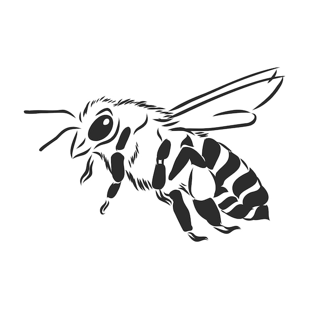 Vector engraving illustration of honey bee on white background