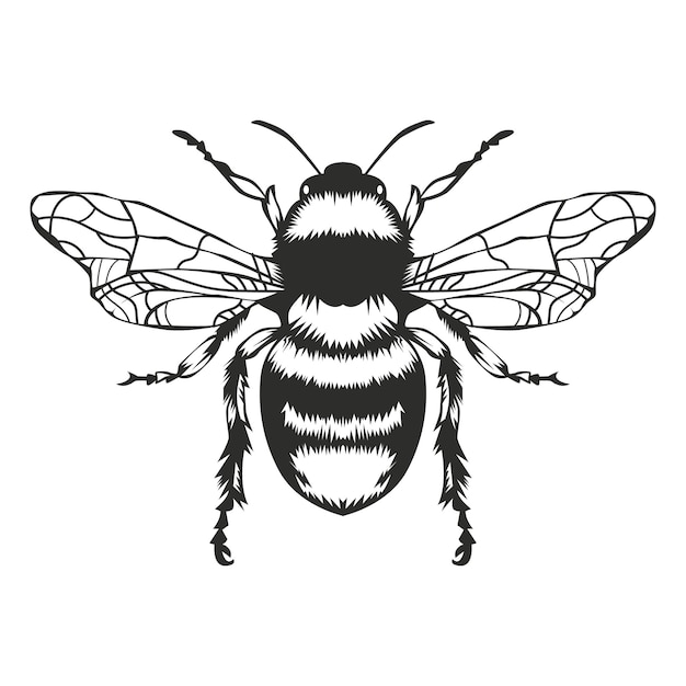 Vector engraving illustration of honey bee