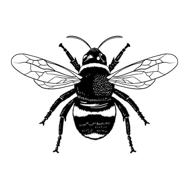 ミツバチ ベクトル eps のベクトル彫刻イラスト