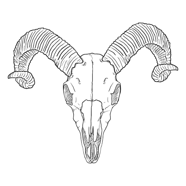 Vector enkele schets illustratie schedel van Ram vooraanzicht