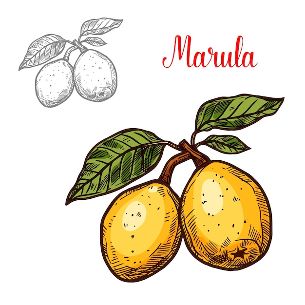 Vector of exotic fruit marula