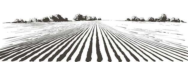 Vector farm field landscape Furrows pattern in a plowed prepared for crops planting Vintage realistic engraving sketch illustration