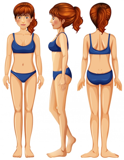 A vector of female body