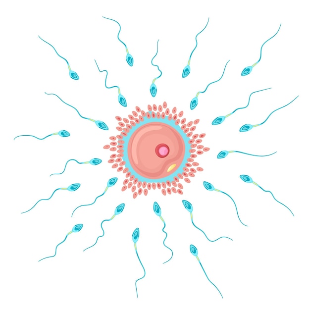 Вектор женской яйцеклетки и спермы вокруг нее. понятие о беременности.
