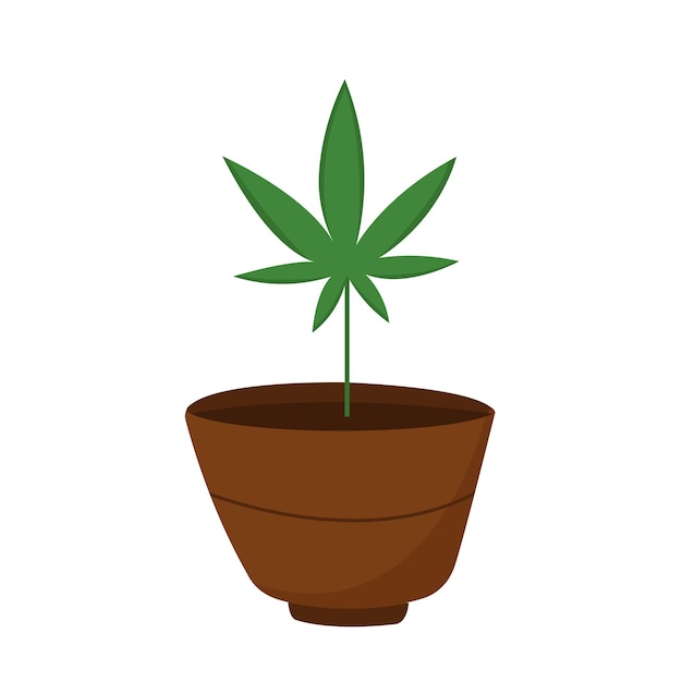 Vector flat illustration of growing marijuana or cannabis in vase