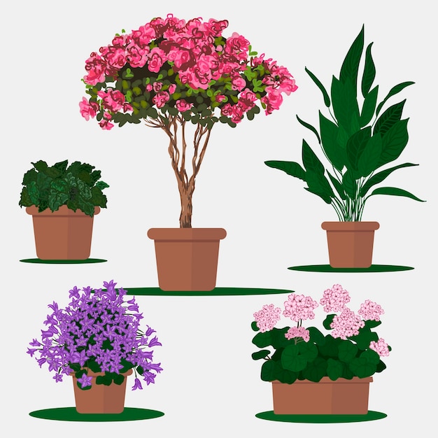 Vector flat illustration of plants in pots.