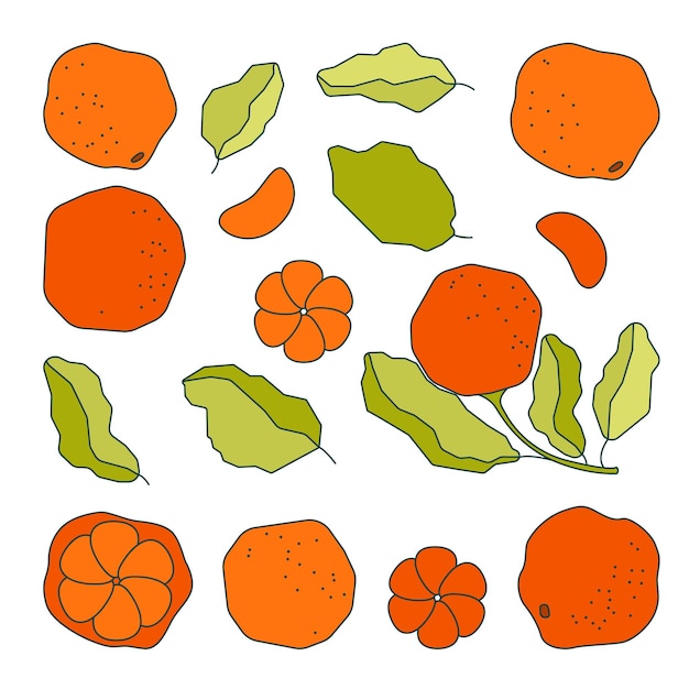 Vector vector flat illustration set with orange citrus fruit slice and leaf