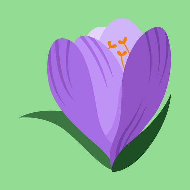 Векторная иллюстрация цветка шафрана в плоском стиле изолирована