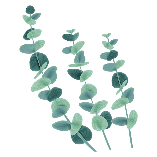 Vector vector floral design: eucalyptus leaves