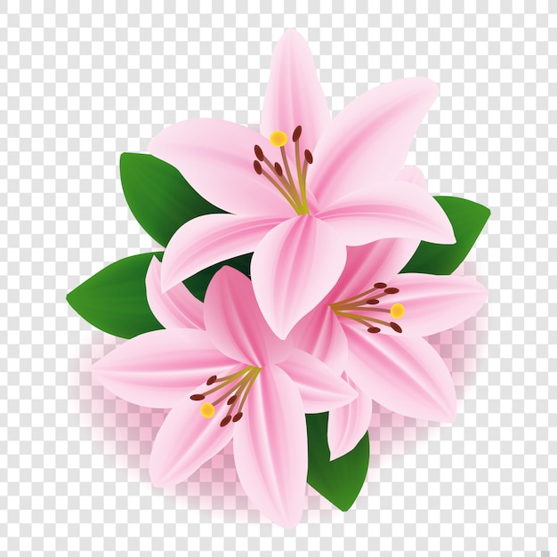 Vector vector floral design: pink lily flower