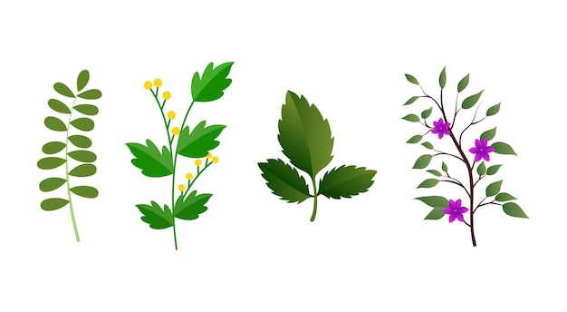 Vector vector floral illustration set