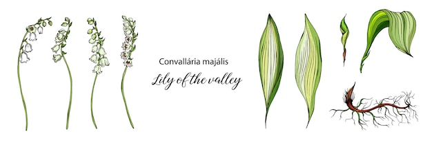 Vector floral Lily of the valley flower set.