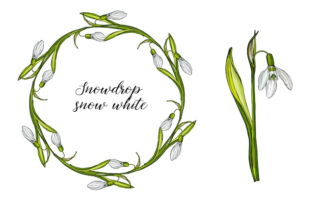 スノードロップの花を持つベクトル花セット