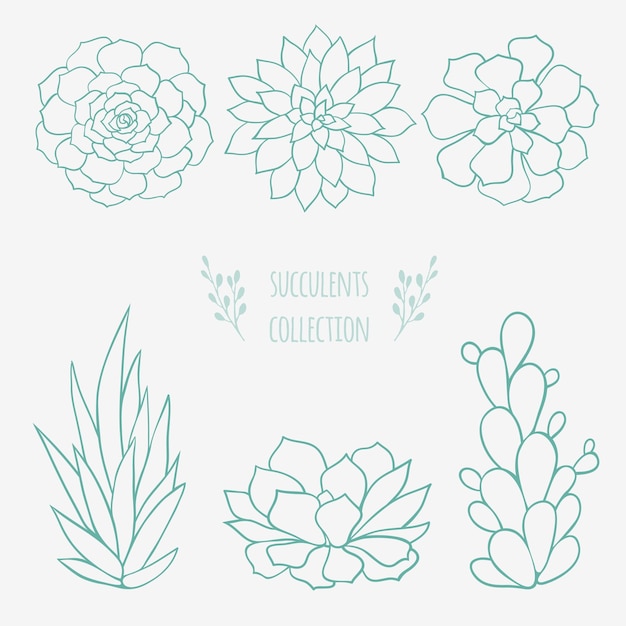 벡터 꽃 스케치 손으로 그린 succulents와 선인장 식물