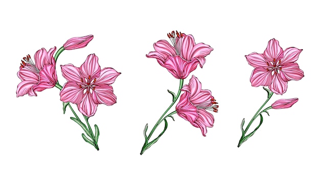 Vector flower arrangements with Lily flowers