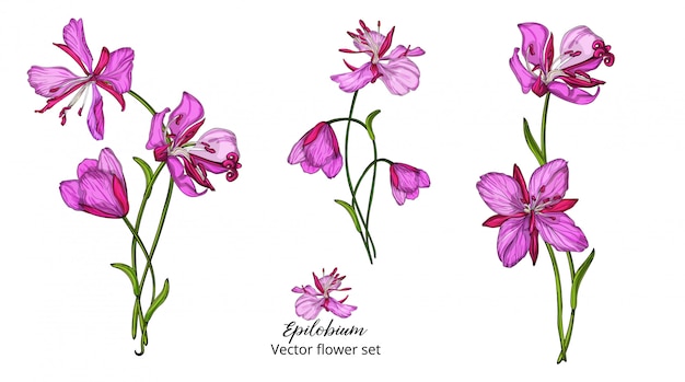 Vector flower set, with pink delicate flowers