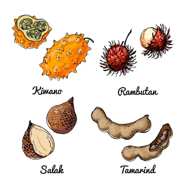 Vector food icons of fruits colored sketch of food products kiwano rambutan salak tamarind