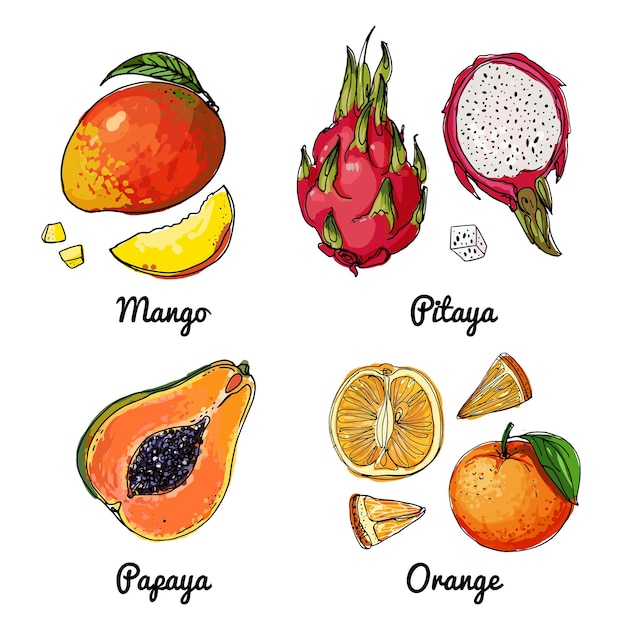 Vector food icons of fruits Colored sketch of food products Mango pitaya papaya orange dragon fruit