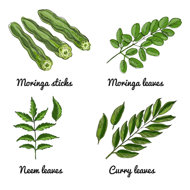 Vector food icons of fruits. Colored sketch of food products. Moringa sticks, leaves, neem leaves