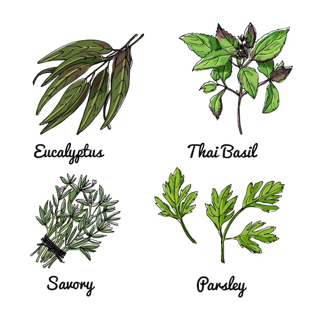 Vector food icons of herbs and spices Colored sketch of food products Eucalyptus Thai basil savory