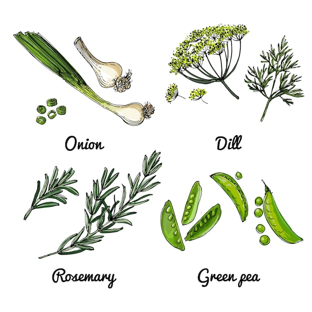 Vector food icons of herbs and spices colored sketch of food products onions dill rosemary green