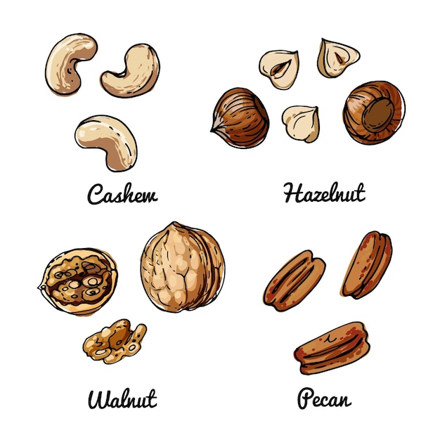 Vector vector food icons of nuts colored sketch of food products cashew hazelnut walnut