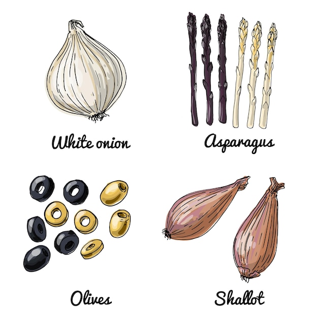 Vector food icons of vegetables Colored sketch of food products White onion asperagus olives shallot