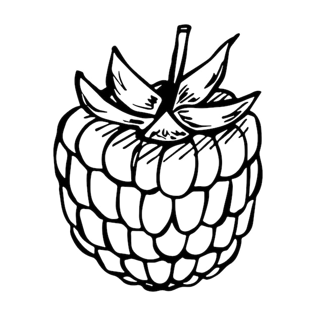 Vector framboos of blackberry clipart Hand getrokken bessen pictogram Fruit illustratie Voor print web design decor logo