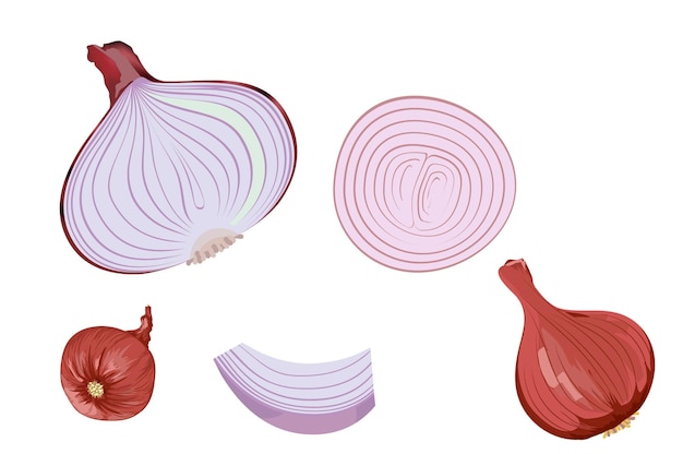 Vector fresh whole and half red onion bulbs on white background Realistic Vector