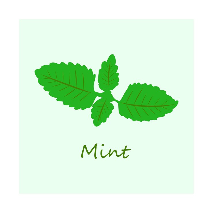 Векторное полноцветное изображение листьев мяты и надпись - Mint