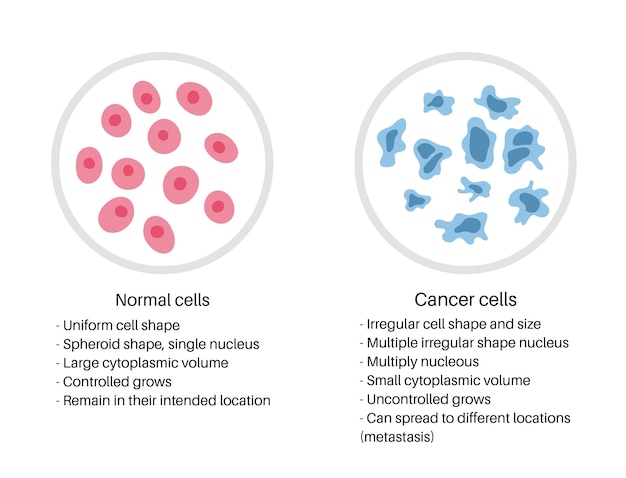 Vector vector geïsoleerde illustratie van celstructuur: normaal en kanker. medisch diagram voor poster, educatief, wetenschappelijk en medisch gebruik. kankerpictogram of logo.