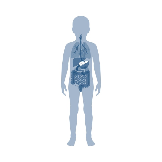 Vector geïsoleerde illustratie van pancreas