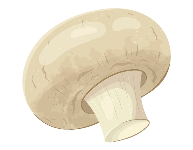 Vector geïsoleerde illustratie van realistische champignonpaddestoel