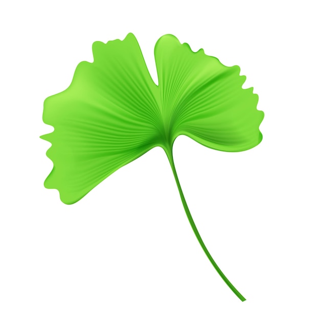 Premium Vector | Vector ginkgo biloba leaves isolated on white background