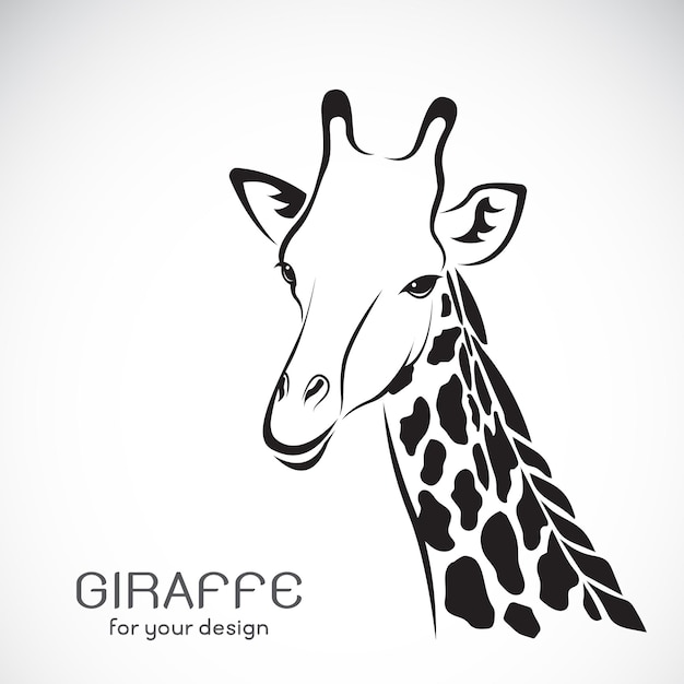 Vettore di una testa di giraffa su sfondo bianco animali selvatici
