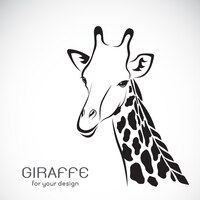 Vector of a giraffe head on white background wild animals