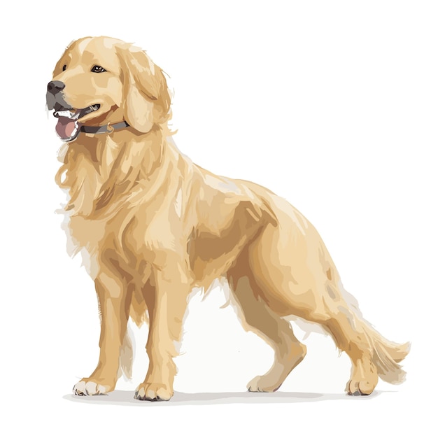Vettore vector golden retriever cane clipart animale sfondo bianco modificabile