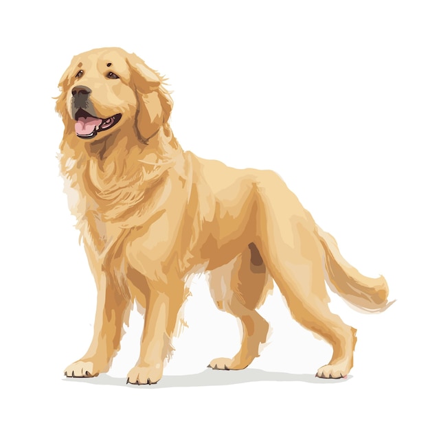 Vector golden retriever dog animal clipart editable white background