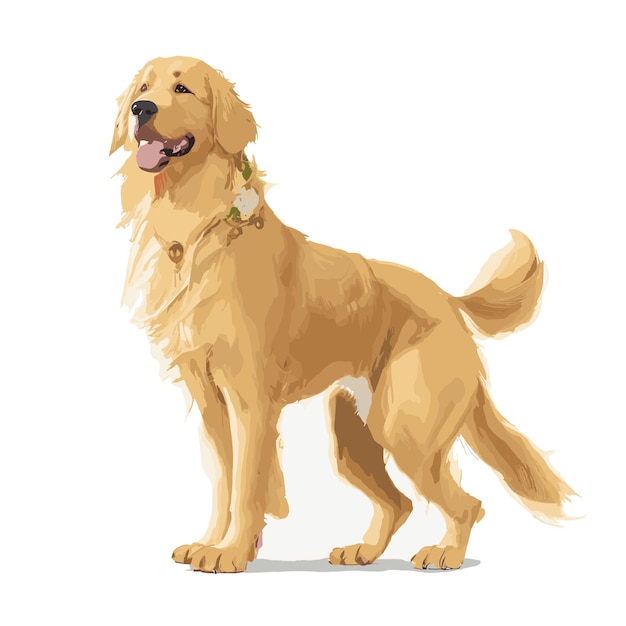 Vector Golden Retriever Dog animal clipart editable white background