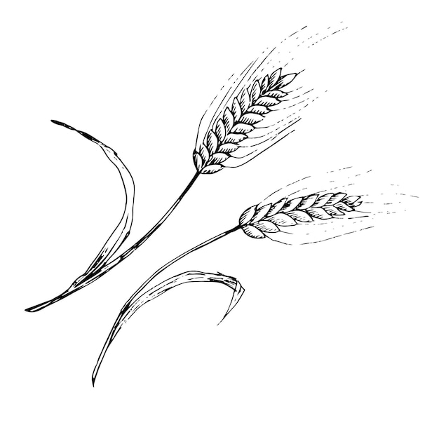 Vector vector grafische illustratie van oren van tarwe zwart-wit schets op een witte achtergrond geschikt voor logo bakkerij ontwerp inpakpapier